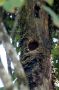 CostaRica06 - 145 * Quetzal nest cavity below, woodpecker cavity above